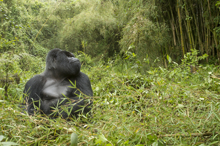 gorilla